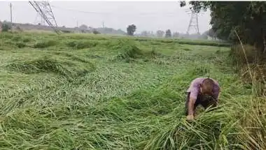 Bihar Weather Alert: Red Warning for Sitamarhi, Madhubani as Rain Flattens Paddy Days Before Harvest
