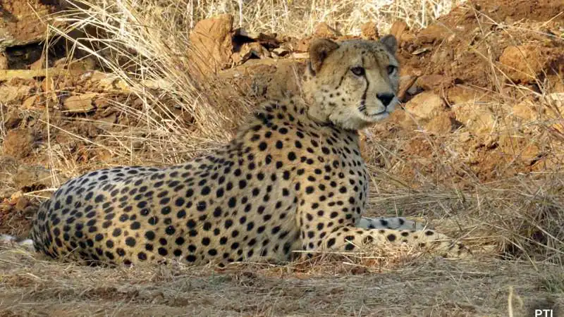 Centre Forms Team to Probe Death of Cheetah Cub After Pellet Injuries in Madhya Pradesh